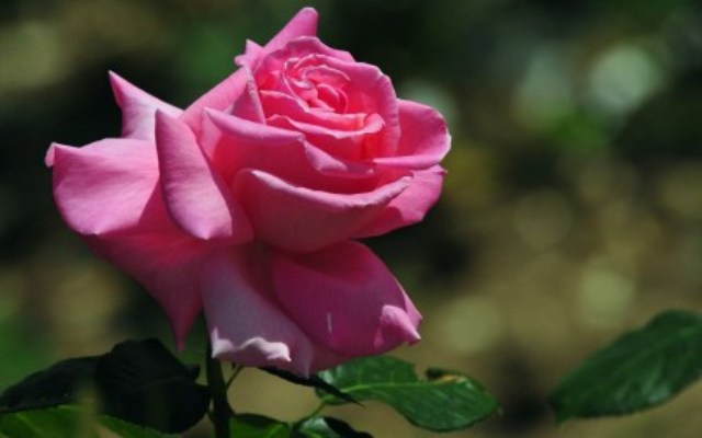 Pics Of Beautiful Rose Flowers