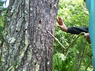 Panduan Cara Penyadapan Getah Pinus