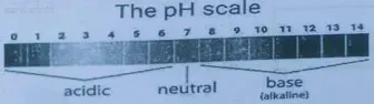 The-pH-Scale