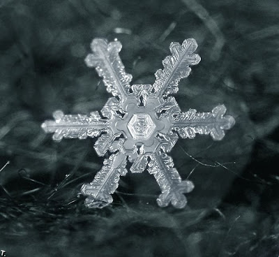 pictures of snowflake