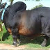 A beauty full Bull