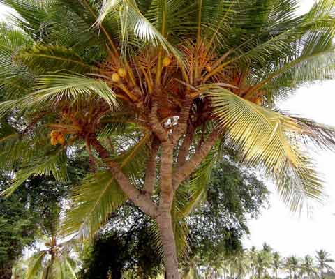 A coconut tree with various branches