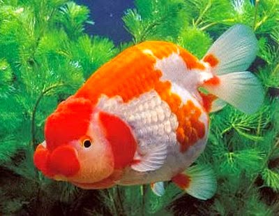 Mengenal hewan Ikan  pisces Media Informasi Pengetahuan