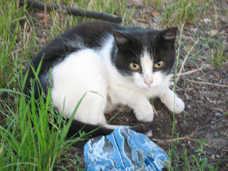 Street Cats Potpourri