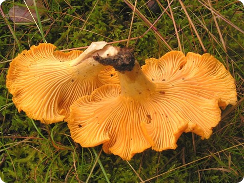 finferli1