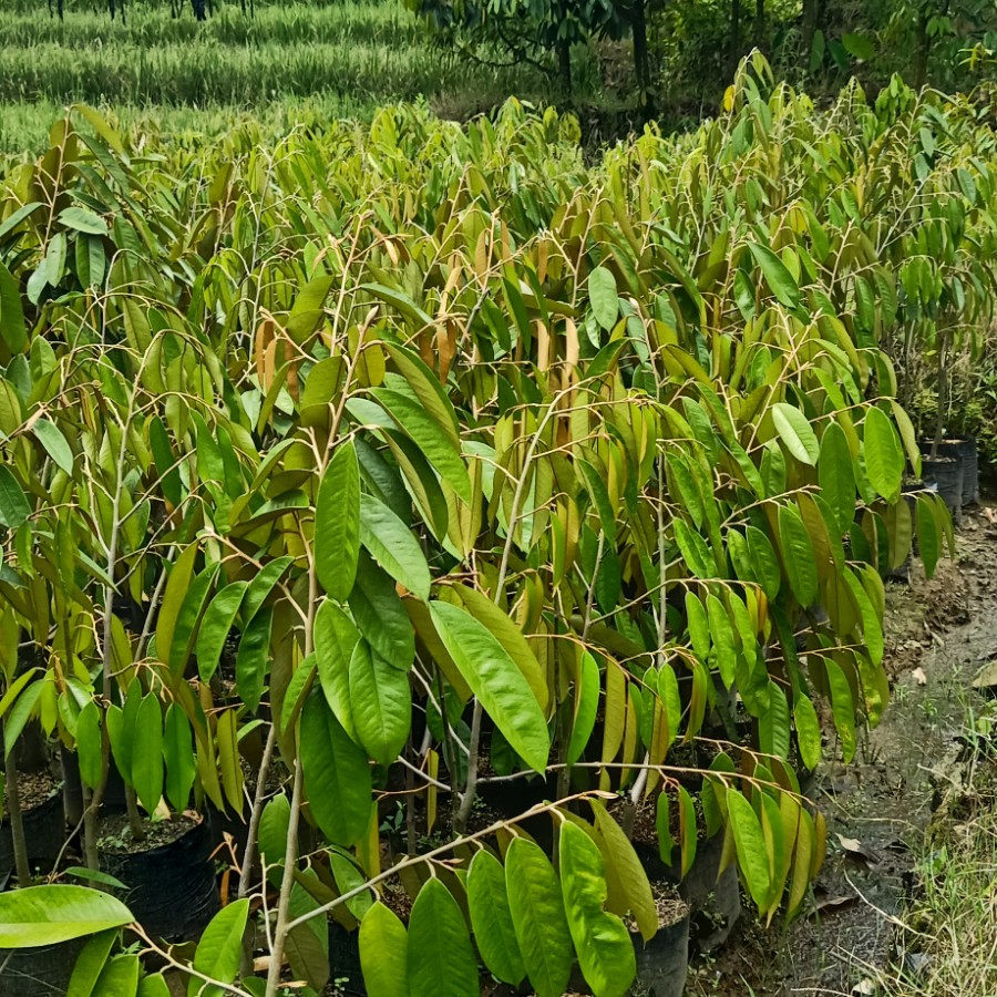 pohon durian kuning emas tanaman terlaris Sulawesi Utara