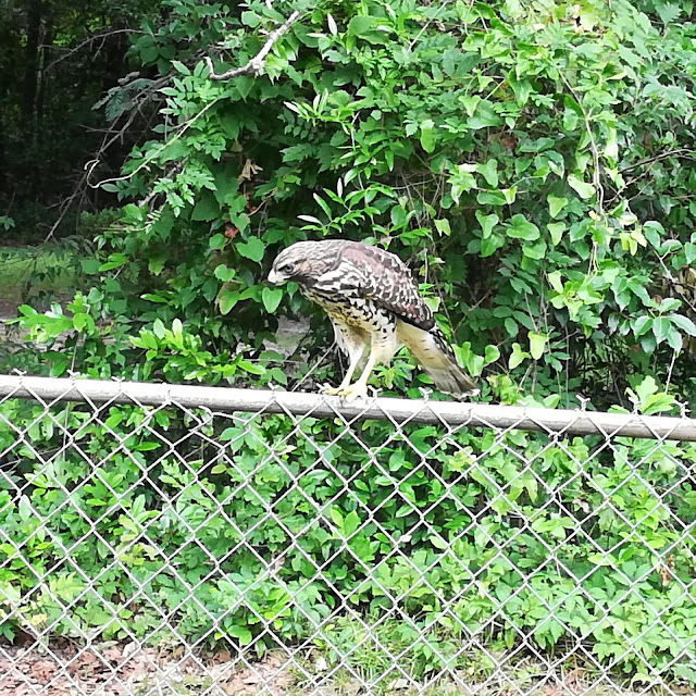 A Red Shoulderd Hawk Sitting The Fence Over Looking  My Fish Tanks