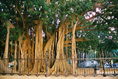 Una domenica a Palermo: dal mercato di piazza Marina alle meraviglie dell'Orto Botanico