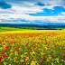 Flower Field Nature Wallpaper