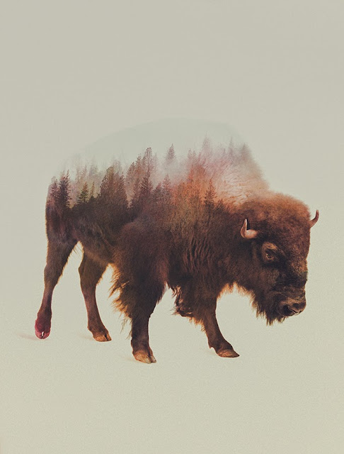 Andreas Lie Buffalo Double Exposure