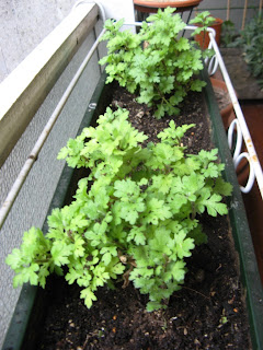 All the gardening books are adamant,Chrysanthemum cuttings ..?