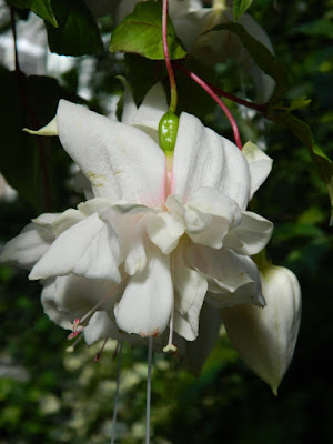 Fuchsia Pink Marshmallow  blooms Allan Gardens Conservatory 2016 Spring Flower Show by garden muses-not another Toronto gardening blog