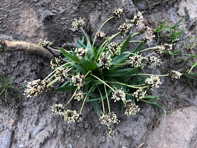 [Plantaginaceae] Plantago atrata – Dark Plantain (Piantaggine nerastra).