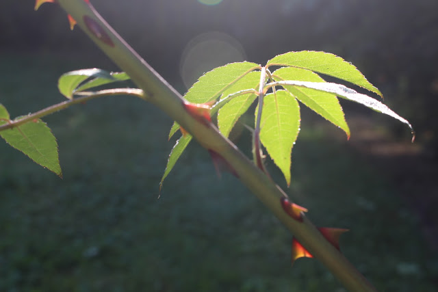 Rambling Rector leafs and stem backlit