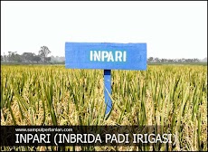 INPARI adalah Inbrida Padi Irigasi (Mengenal varietas Inpari)