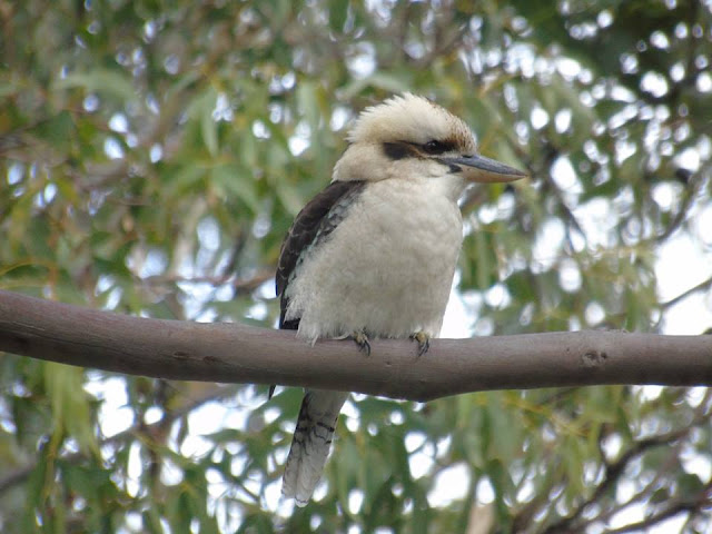 kookaburra Australia