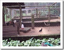 passeio-ao-zoo-vale-dos-bicho (4)