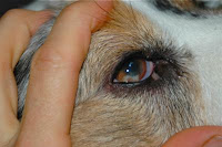 Dog Eye Allergy1