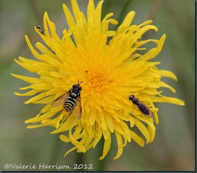 11-Perenial Sow Thistle
