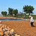 Maicao exporta harina de ahuyama a Holanda y Europa