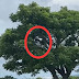 Gaya Pacaran 2024, "Sambung Lidah" Di Atas Pohon, TKP Bukit Cinta Penfui