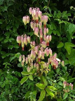 Bryophyllum pinnatum - Kalanchoe pinnata care and culture