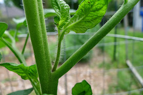 Tomato sucker