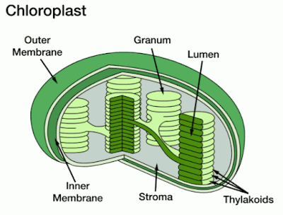 Struktur Kloroplas