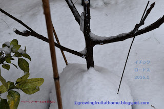 冬のイチジクロードスの鉢植え栽培