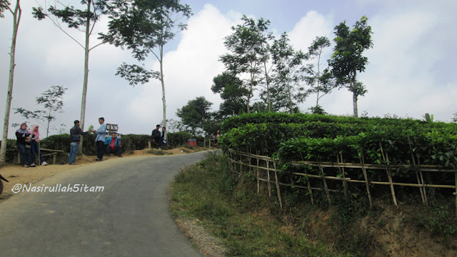 Tepat ditikungan kebun teh Nglinggo, Samigaluh