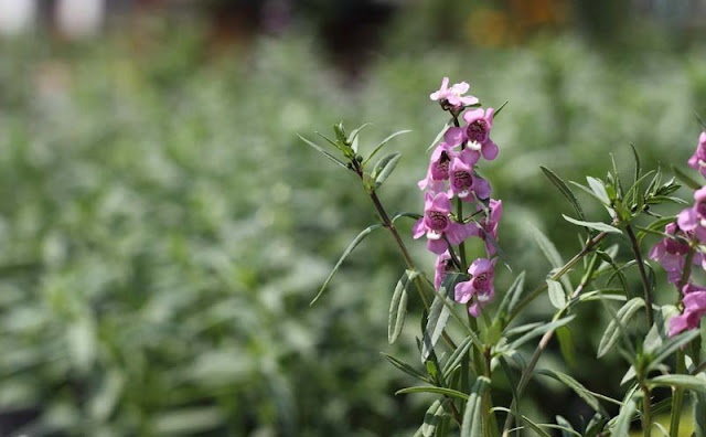 Angelonia Flowers Pictures