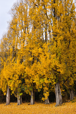 皇后鎮, 農場, walter peak farm, queenstown