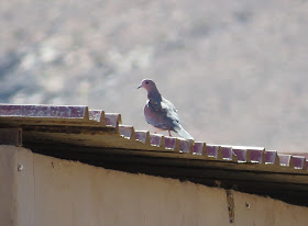 Laughing Dove - Embalse de los Molinos, Fuerteventura