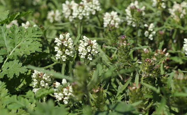 Prunella laciniata Flowers Pictures