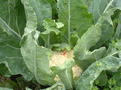 Close up of a large cauliflower growing