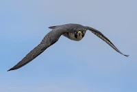 Peregrine Falcon in flight above Woodbridge Island Canon EOS 7D Mark II Vernon Chalmers Photography