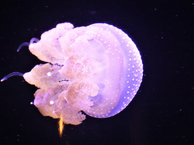 Museo Oceanográfico de Mónaco, medusa