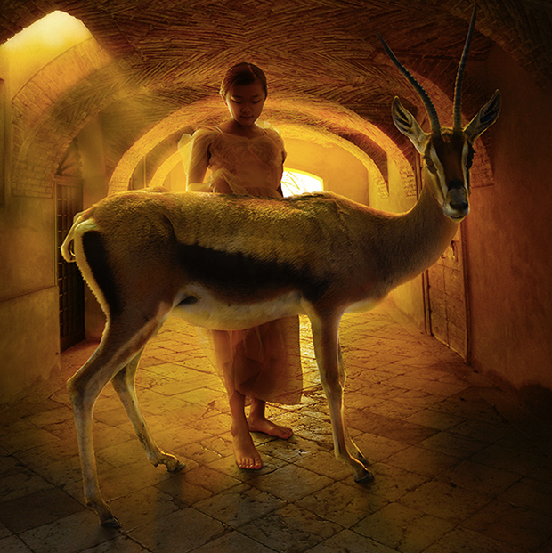 Animal Visions - Tom Chambers