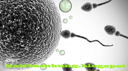 satu sperma membuahi satu sel telur