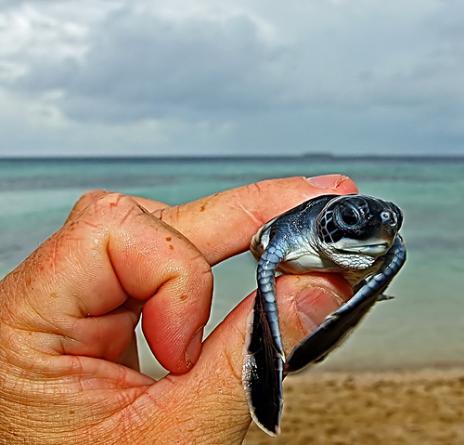 Baby Turtles That Fit in the Palm of Your Hand Seen On www.coolpicturegallery.us