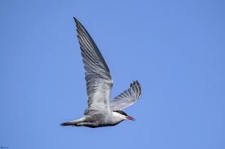 fumarel-cariblanco-chlidonias-hybrida-volando-a-derechas-