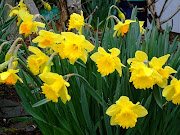 Daffodils: evidence of spring (spring flowers )