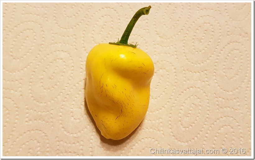 canario