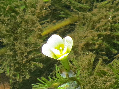 [最も好ましい] カボンバ 花 134949-カボンバ 花 時期
