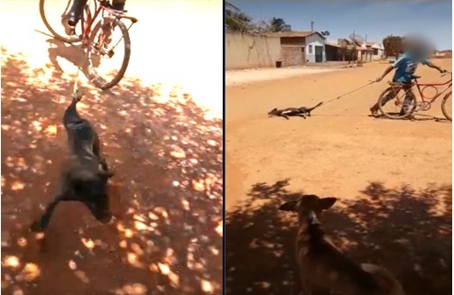 Morre cachorro arrastado por homem em bicicleta no distrito de Toca de Jussara; crime vai parar na polícia