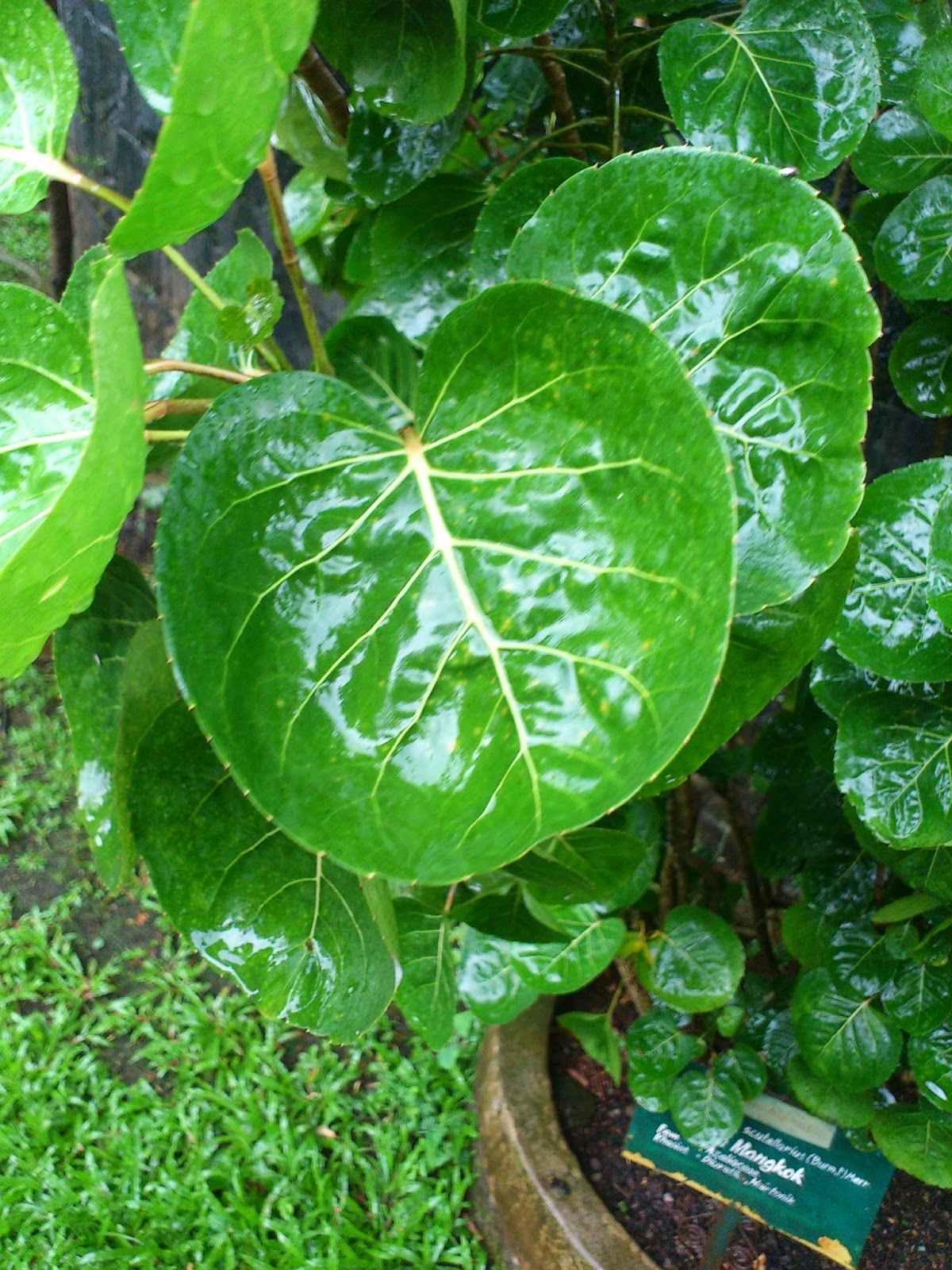 perawatan kulit makalah daun  mangkok