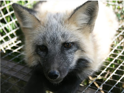 Domesticated Silver Fox Seen On www.coolpicturegallery.us