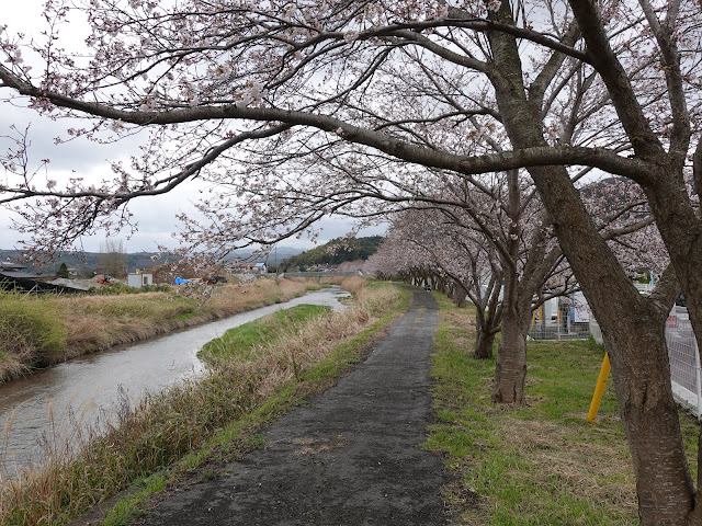 鳥取県西伯郡南部町天萬　小松谷川　九分咲きのソメイヨシノ桜