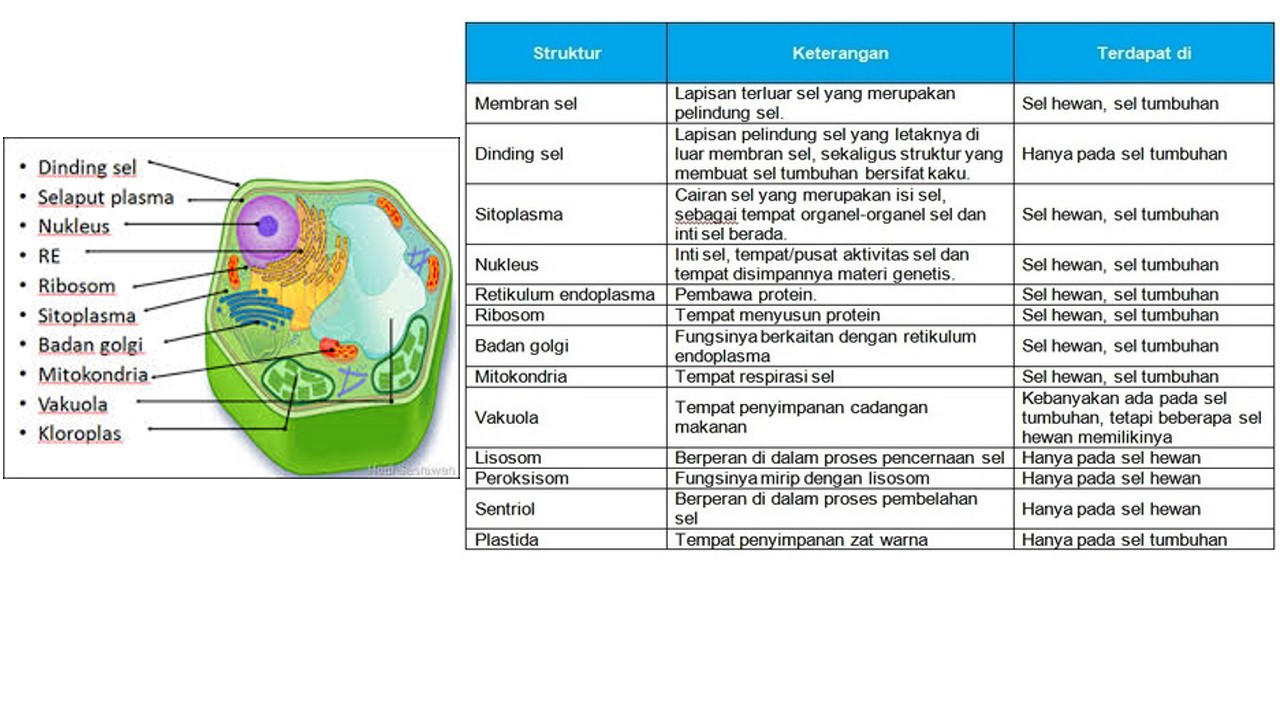 Contoh Hewan  Invertebrata  Dan  Alat  Ekskresi  Contoh 