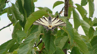 Iphiclides podalirius DSC60334